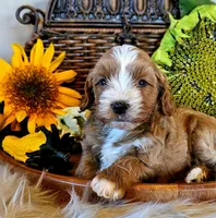 Aspen, a male Cavapoo for sale in Las Vegas, NV – Photo 1 of 10