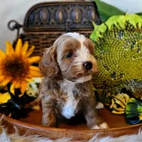 Aspen, a male Cavapoo for sale in Las Vegas, NV – Photo 4 of 10
