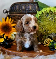 Aspen, a male Cavapoo for sale in Las Vegas, NV – Photo 4 of 10