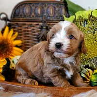 Aspen, a male Cavapoo for sale in Las Vegas, NV – Photo 5 of 10