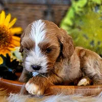 Aspen, a male Cavapoo for sale in Las Vegas, NV – Photo 7 of 10