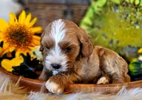 Aspen, a male Cavapoo for sale in Las Vegas, NV – Photo 7 of 10