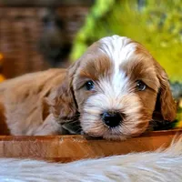 Aspen, a male Cavapoo for sale in Las Vegas, NV – Photo 3 of 10