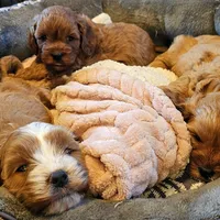 Aspen, a male Cavapoo for sale in Las Vegas, NV – Photo 10 of 10