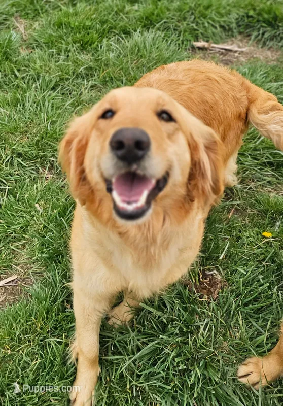 Sunny – Golden Retriever puppy for sale in Springfield, MO
