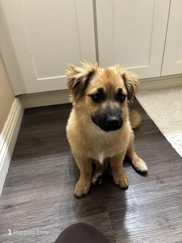 Emi – German Shepherd Dog, Golden Retriever puppy for sale in Fontana, CA