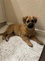 Emi, a male German Shepherd Dog and Golden Retriever for sale in Fontana, CA – Photo 2 of 2