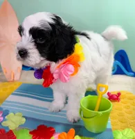 Snoopy, a male Poodle - Toy  and Havapoo for sale in Denton, TX – 2 of 4