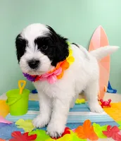 Snoopy, a male Havapoo for sale in Denton, TX – 1 of 2
