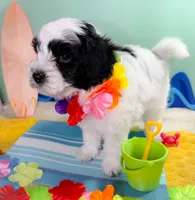 Snoopy, a male Havapoo for sale in Denton, TX – 2 of 2