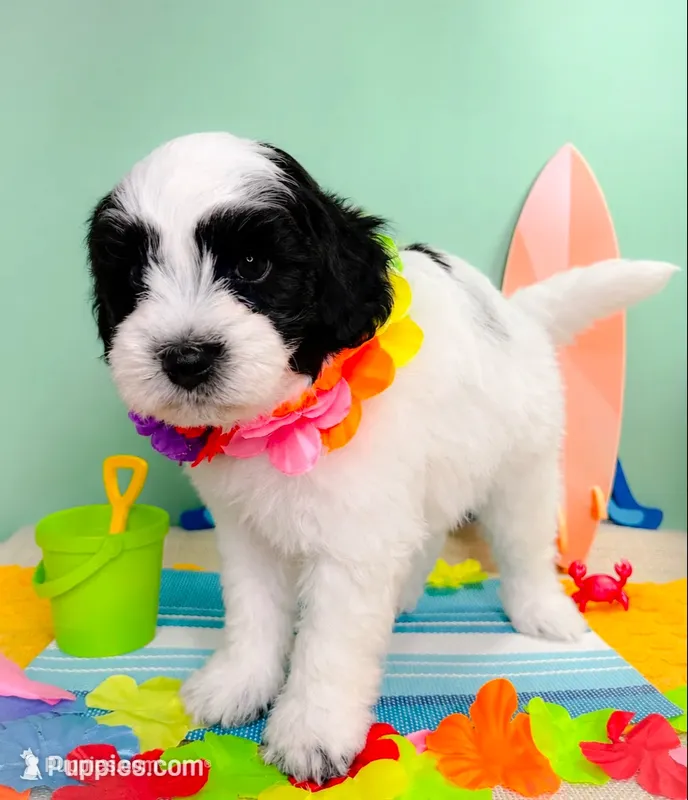 Snoopy – Poodle - Toy , Havapoo puppy for sale in Denton, TX