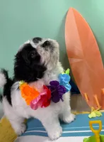 Mickey, a male Havanese and Poodle - Toy  for sale in Denton, TX – 4 of 4