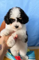 Fancy, a female Havapoo for sale in Denton, TX – 2 of 2