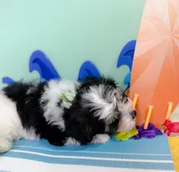 Indy, a male Havanese and Poodle - Toy  for sale in Denton, TX – 4 of 5
