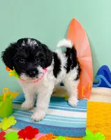 Vision, a male Havapoo for sale in Denton, TX – 3 of 3