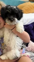 Vision, a male Havapoo for sale in Denton, TX – 2 of 3