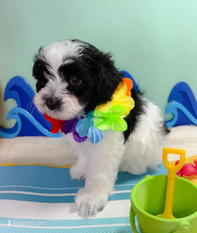 Mickey – Havanese, Poodle - Toy  puppy for sale in Denton, TX