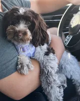 Indy, a male Poodle - Toy  and Havapoo for sale in Denton, TX – 6 of 6