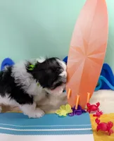 Indy, a male Havanese and Poodle - Toy  for sale in Denton, TX – 5 of 5