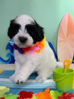 Snoopy, a male Poodle - Toy  and Havapoo for sale in Denton, TX – 3 of 4