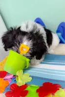 Indy, a male Havanese and Poodle - Toy  for sale in Denton, TX – 3 of 5