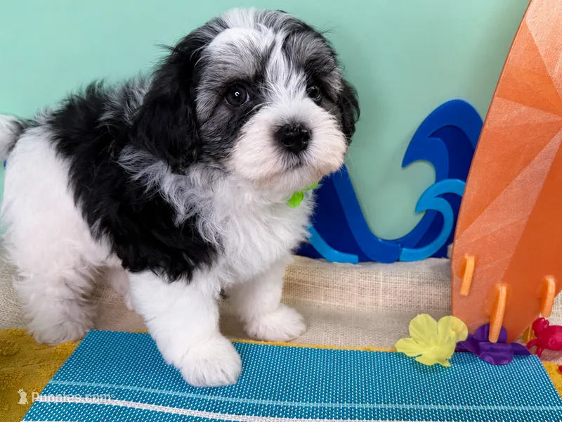 Indy – Poodle - Toy , Havapoo puppy for sale in Denton, TX
