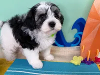 Indy, a male Havanese and Poodle - Toy  for sale in Denton, TX – 2 of 5