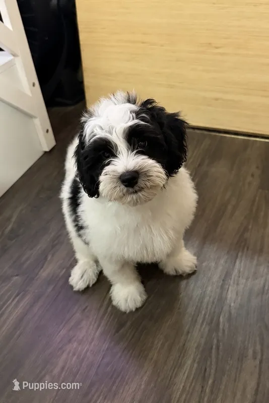 Snoopy – Havapoo puppy for sale in Denton, TX