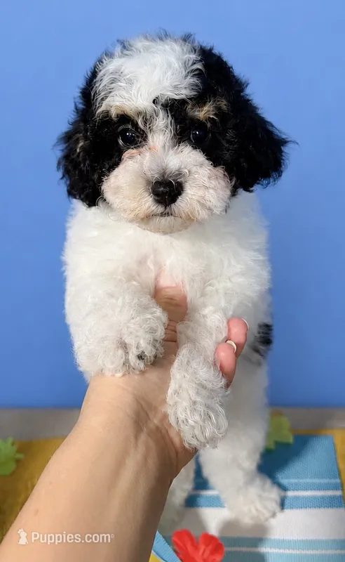 Fancy – Havapoo puppy for sale in Denton, TX