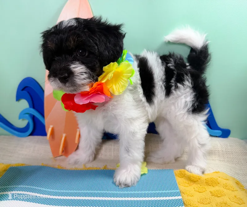 Vision – Havapoo puppy for sale in Denton, TX