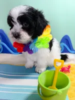Mickey, a male Havanese and Poodle - Toy  for sale in Denton, TX – 3 of 4