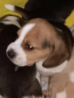 AKC Tri Andy 🐶 🐾, a male Beagle for sale in Lake Stevens, WA – Photo 2 of 5