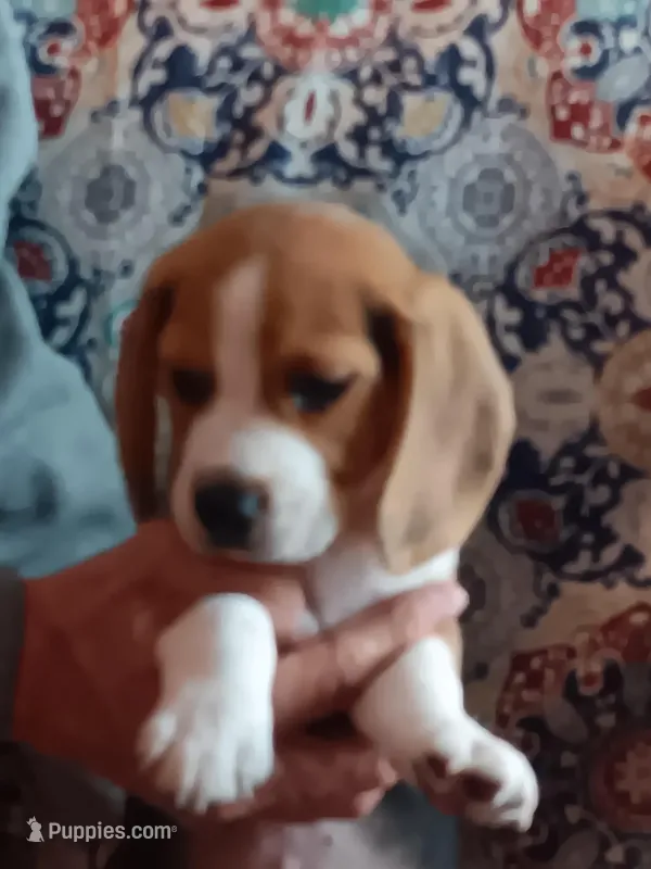 AKC Tri Andy 🐶 🐾, a male Beagle for sale in Lake Stevens, WA – Photo 1 of 5