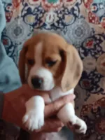 AKC Tri Andy 🐶 🐾, a male Beagle for sale in Lake Stevens, WA – Photo 1 of 5