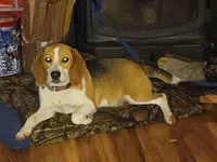 AKC Tri Andy 🐶 🐾, a male Beagle for sale in Lake Stevens, WA – Photo 5 of 5