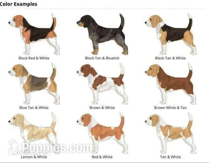 female  AKC UNO-riffic   – Beagle puppy for sale in Lake Stevens, WA