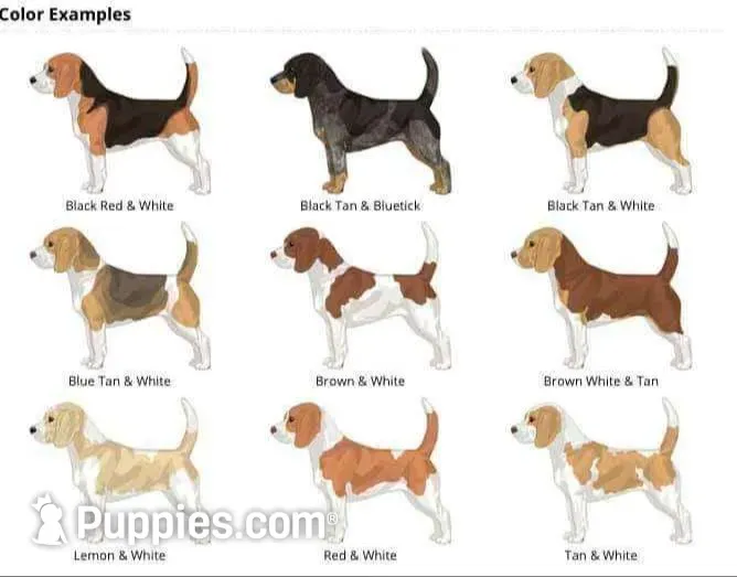 female  AKC UNO-riffic  , a female Beagle for sale in Lake Stevens, WA – 1 of 6