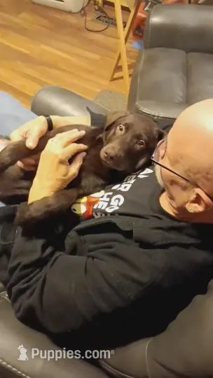 AKC Choc M, a male Labrador Retriever for sale in Lake Stevens, WA – Photo 1 of 1