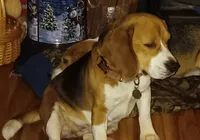 female  AKC UNO-riffic  , a female Beagle for sale in Lake Stevens, WA – 5 of 6