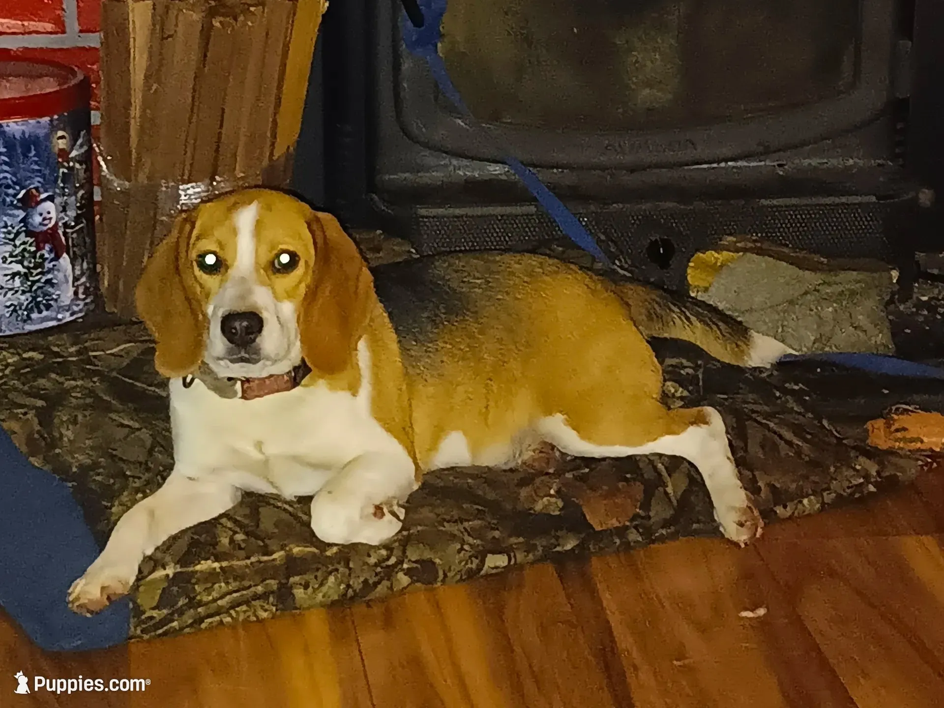 female  AKC UNO-riffic  , a female Beagle for sale in Lake Stevens, WA – 2 of 6