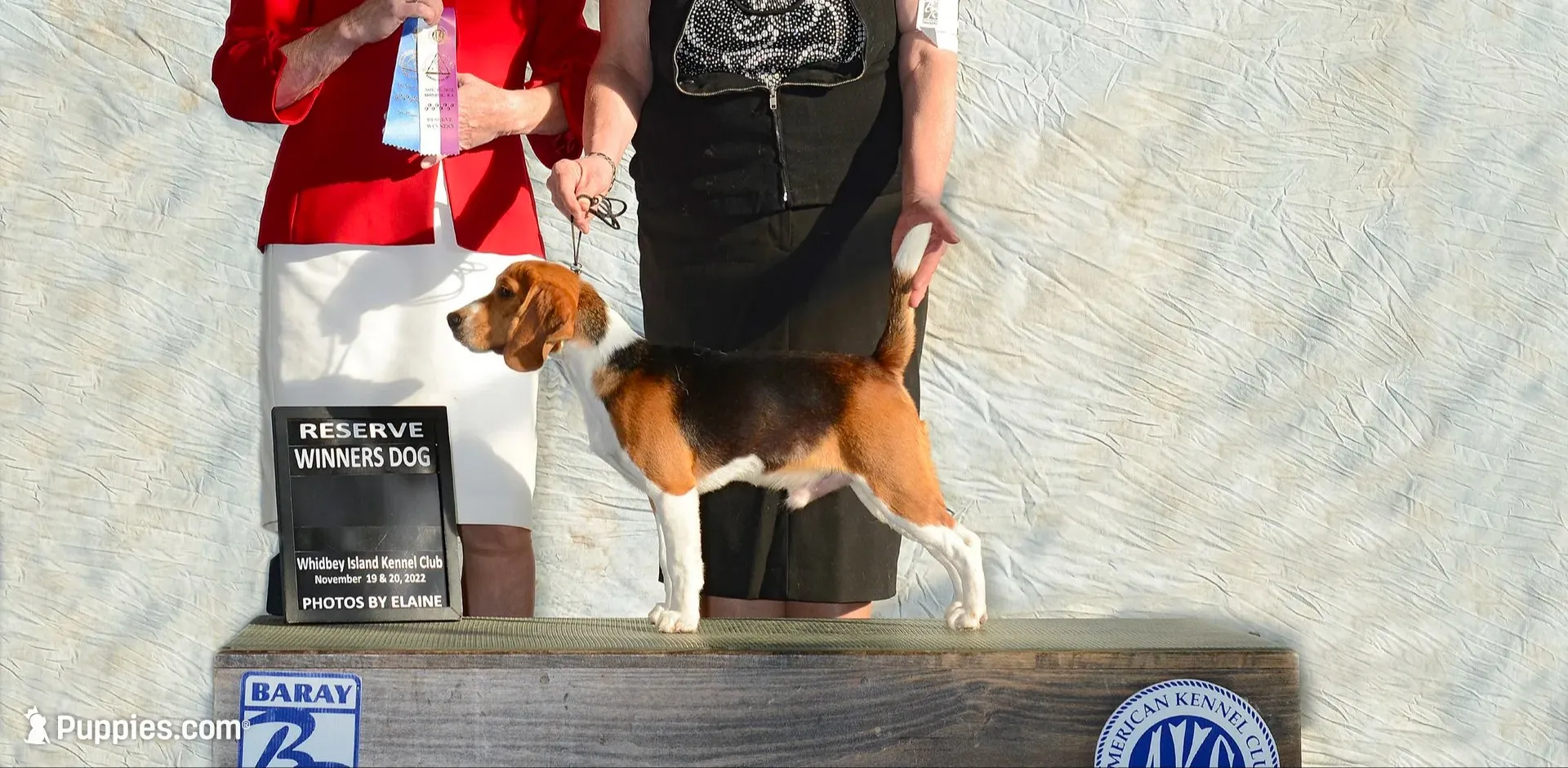 female  AKC UNO-riffic  , a female Beagle for sale in Lake Stevens, WA – 3 of 6