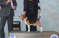 female  AKC UNO-riffic  , a female Beagle for sale in Lake Stevens, WA – 4 of 6