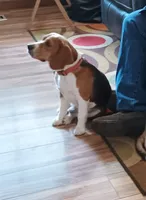 female  AKC UNO-riffic  , a female Beagle for sale in Lake Stevens, WA – 6 of 6