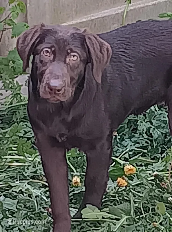 AKC Choc F  🎈, a female Labrador Retriever for sale in Lake Stevens, WA – Photo 1 of 1