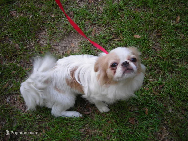 Beauty #1  – Japanese Chin puppy for sale in Daleville, AL
