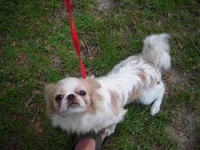 Beauty #1 , a female Japanese Chin for sale in Daleville, AL – 2 of 10