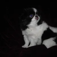 Chin Girl 17, a female Japanese Chin for sale in Daleville, AL – Photo 5 of 5