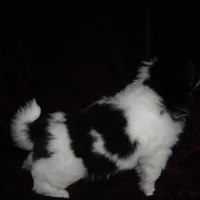 Chin Girl 17, a female Japanese Chin for sale in Daleville, AL – Photo 3 of 5