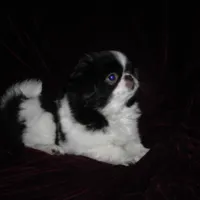 Chin Girl 17, a female Japanese Chin for sale in Daleville, AL – Photo 1 of 5