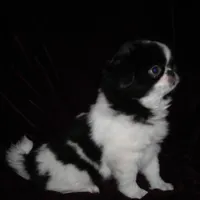 Chin Girl 17, a female Japanese Chin for sale in Daleville, AL – Photo 2 of 5